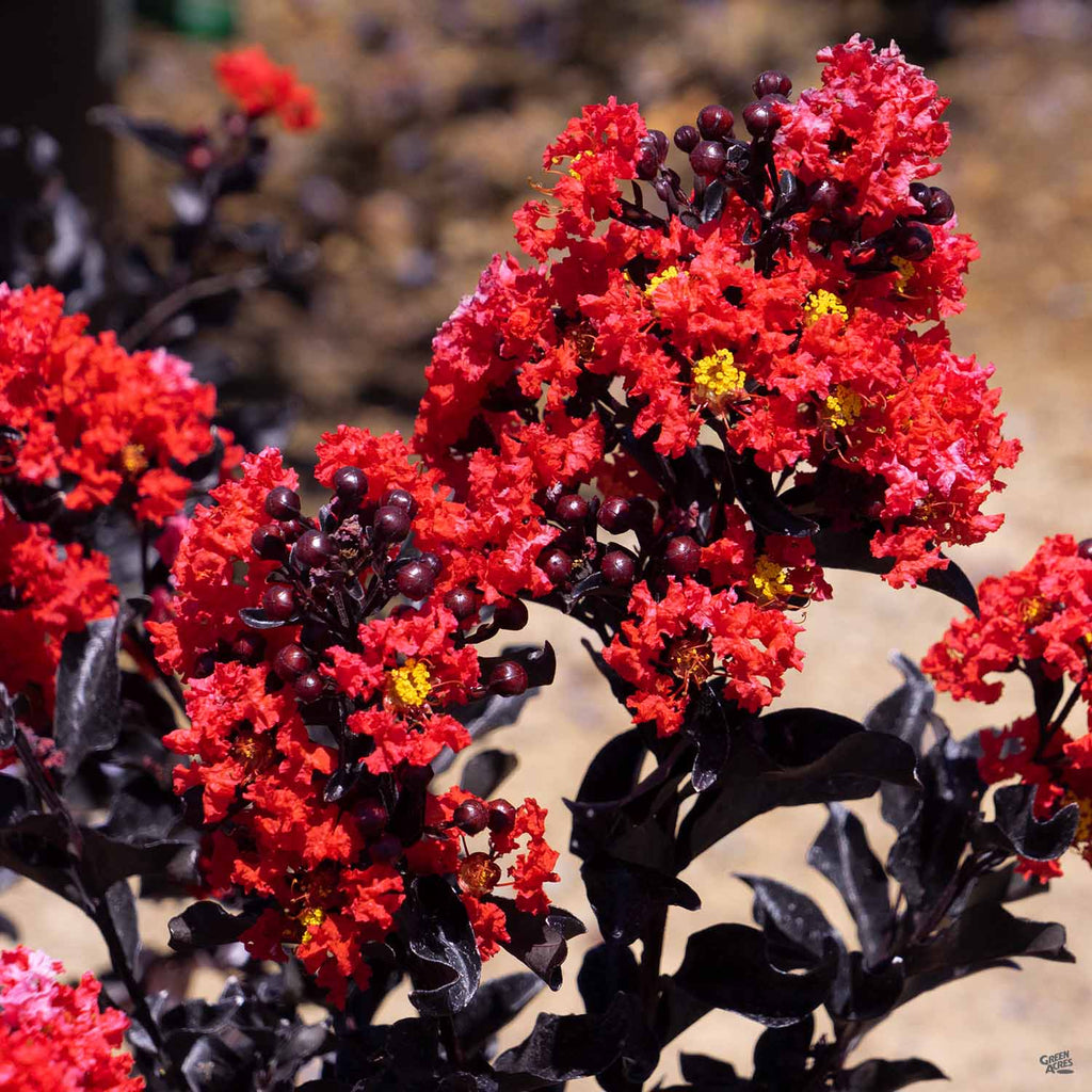 Center Stage® Red Crape Myrtle — Green Acres Nursery & Supply