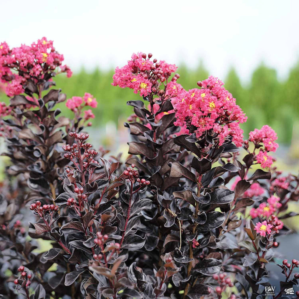 Center Stage® Pink Crape Myrtle — Green Acres Nursery & Supply