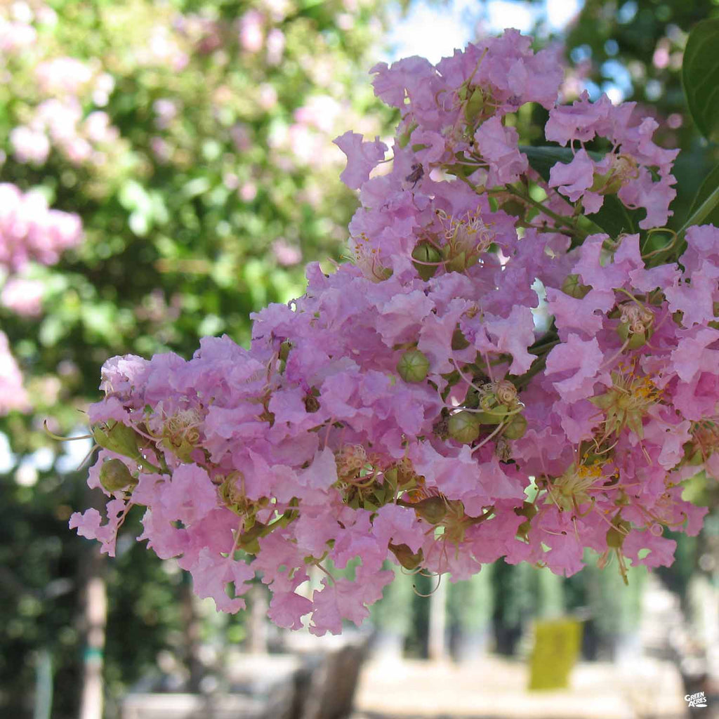 Crape Myrtle 'Muskogee' Standard Trunk — Green Acres Nursery \u0026 Supply, image size:1024x1024