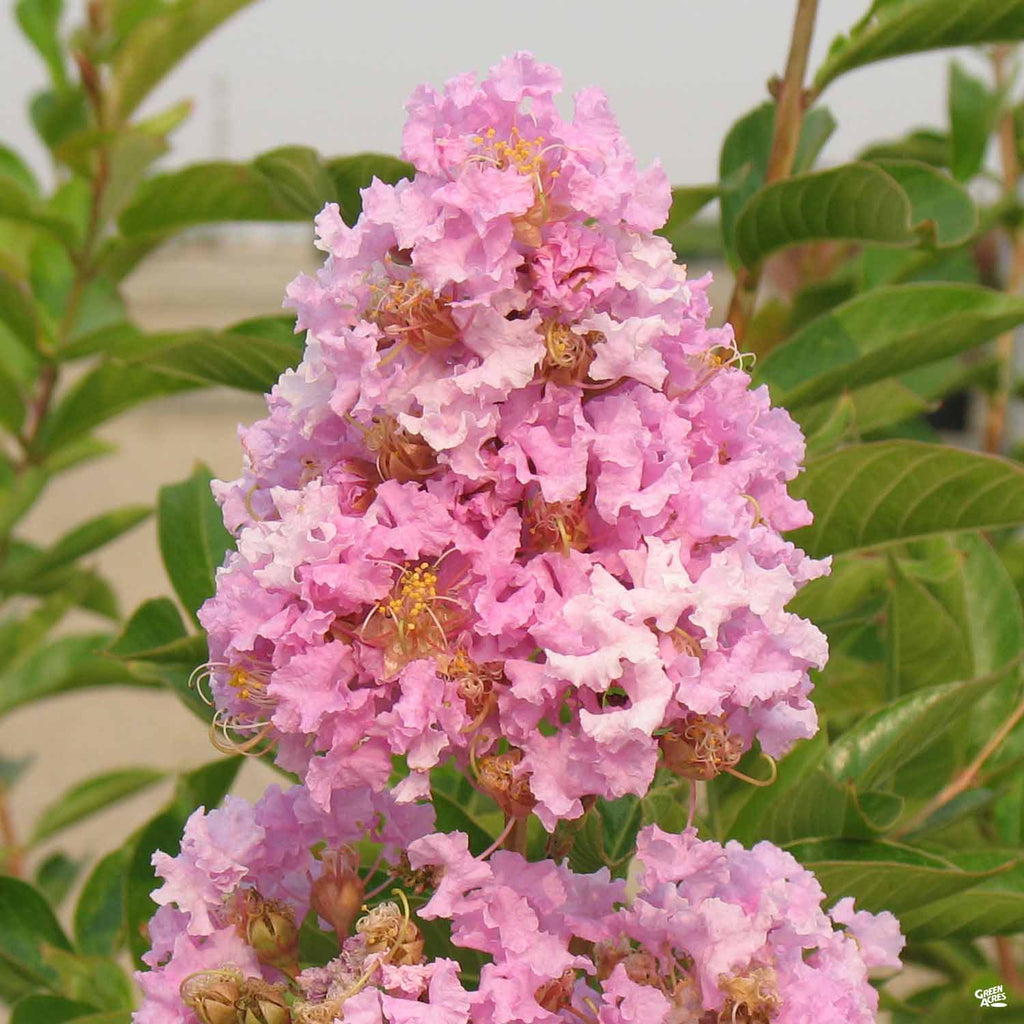 Crape Myrtle 'Muskogee' Standard Trunk — Green Acres Nursery & Supply
