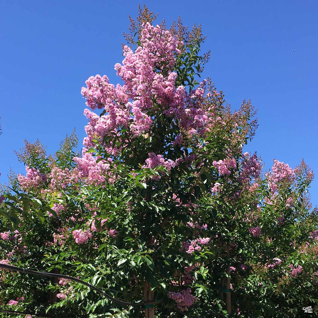 Crape Myrtle 'Muskogee' Standard Trunk — Green Acres Nursery \u0026 Supply, image size:1024x1024
