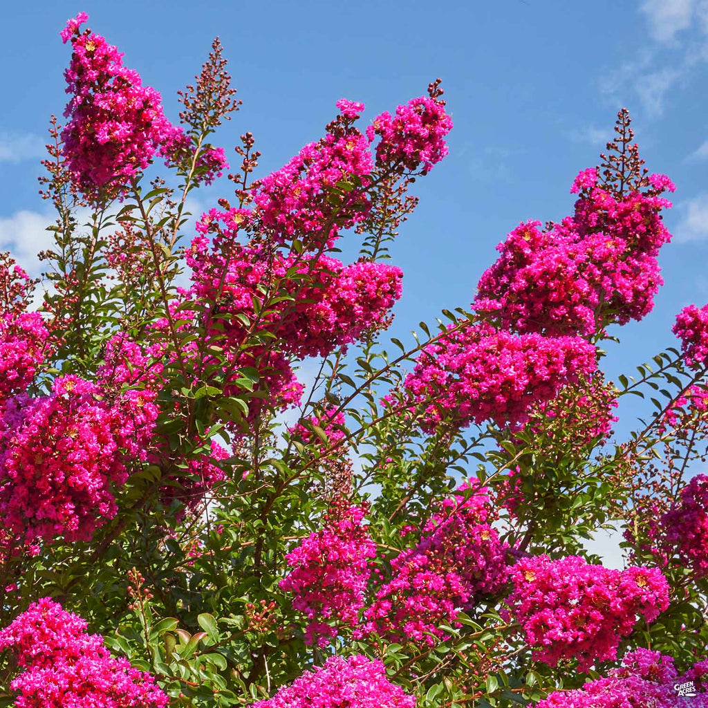 Crape Myrtle Size Chart Delta Eclipse Crape Myrtle