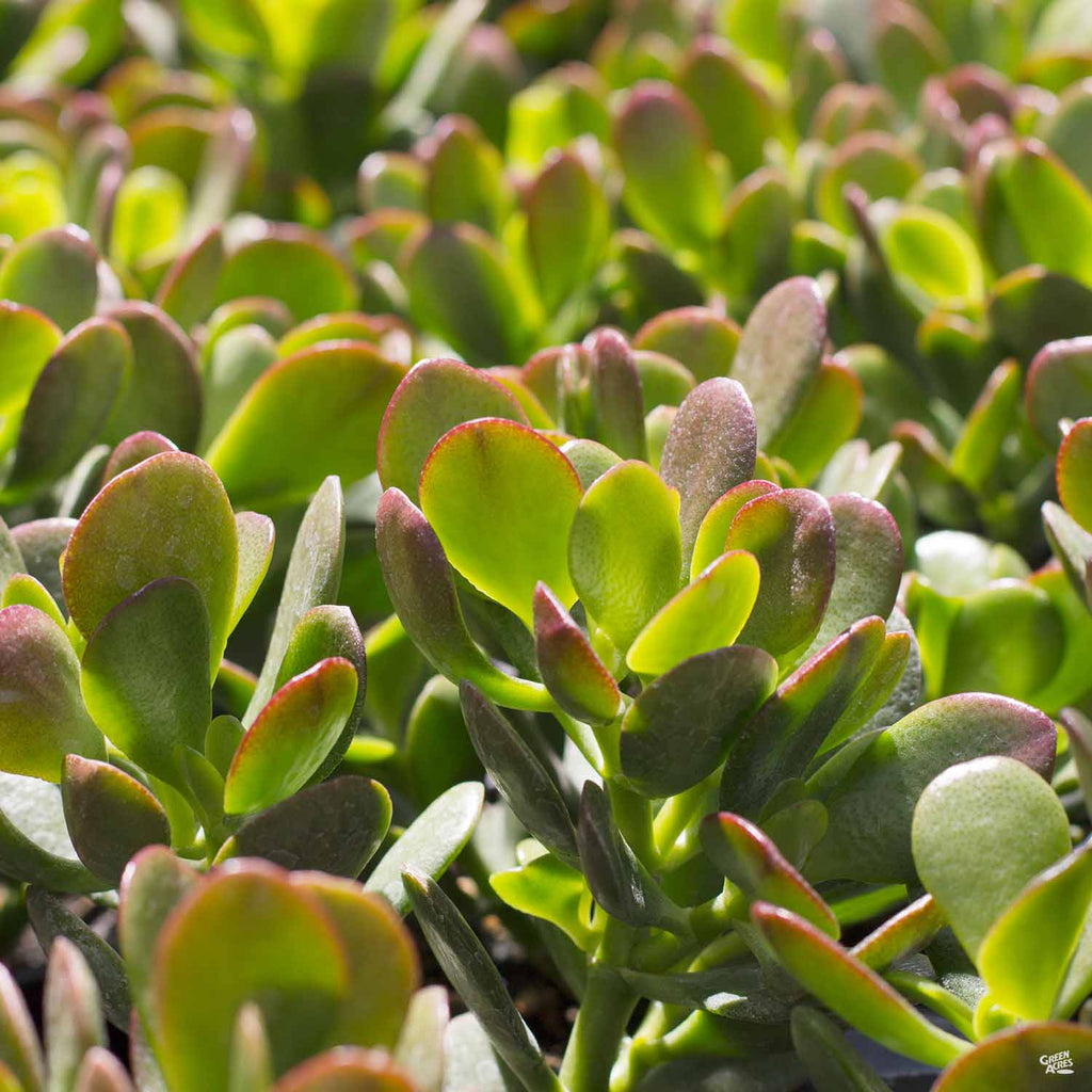 crassula minor succulent Crassula ovata 'Minor' — Green Acres Nursery & Supply