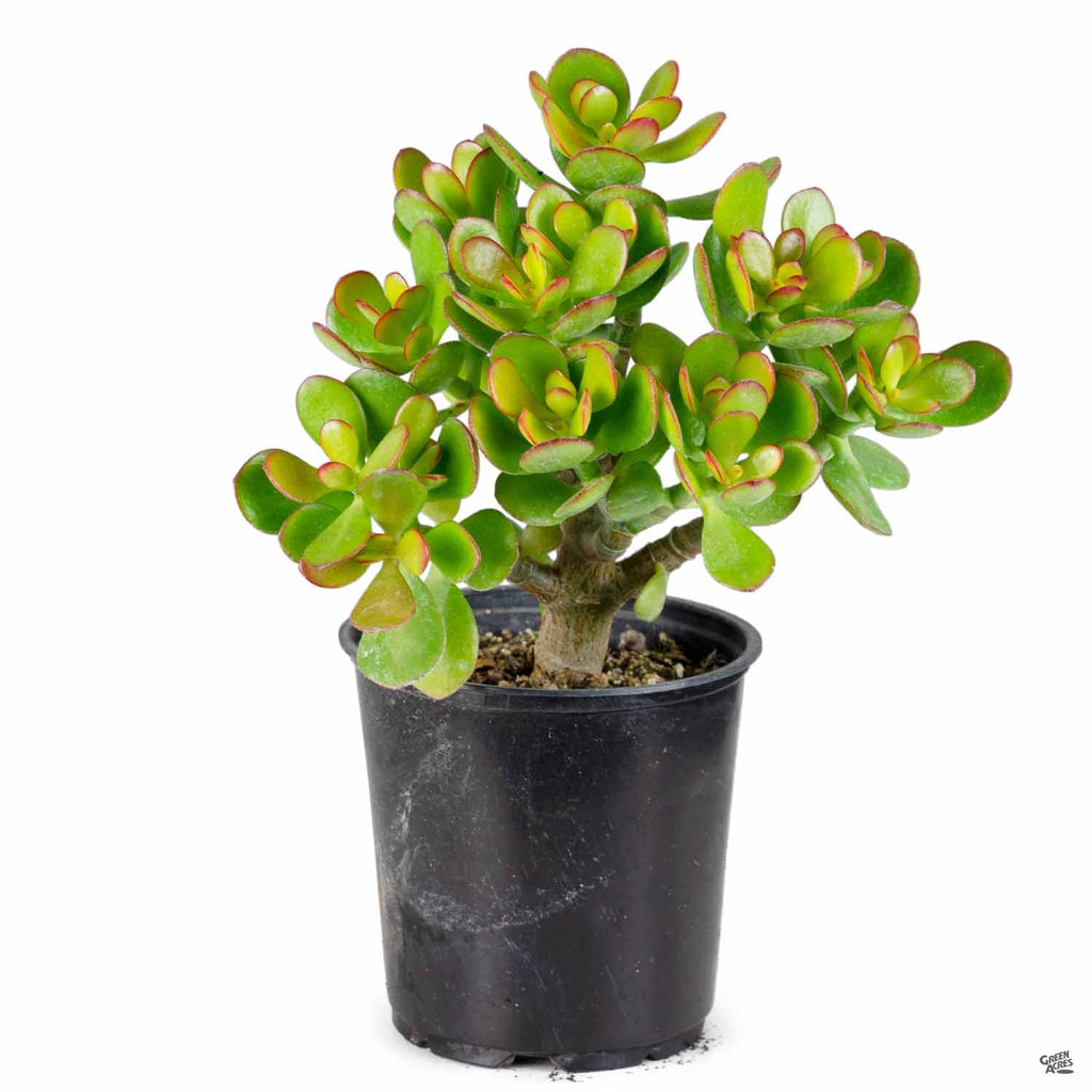 jade minor plant Crassula ovata 'Minor' — Green Acres Nursery & Supply