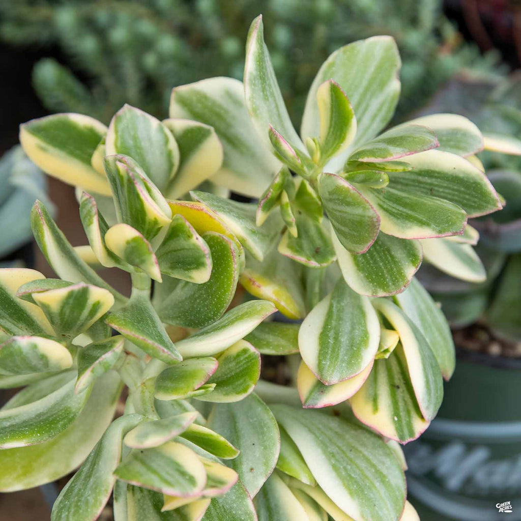 variegated jade plant crassula ovata variegata Crassula ovata 'Variegated' — Green Acres Nursery & Supply