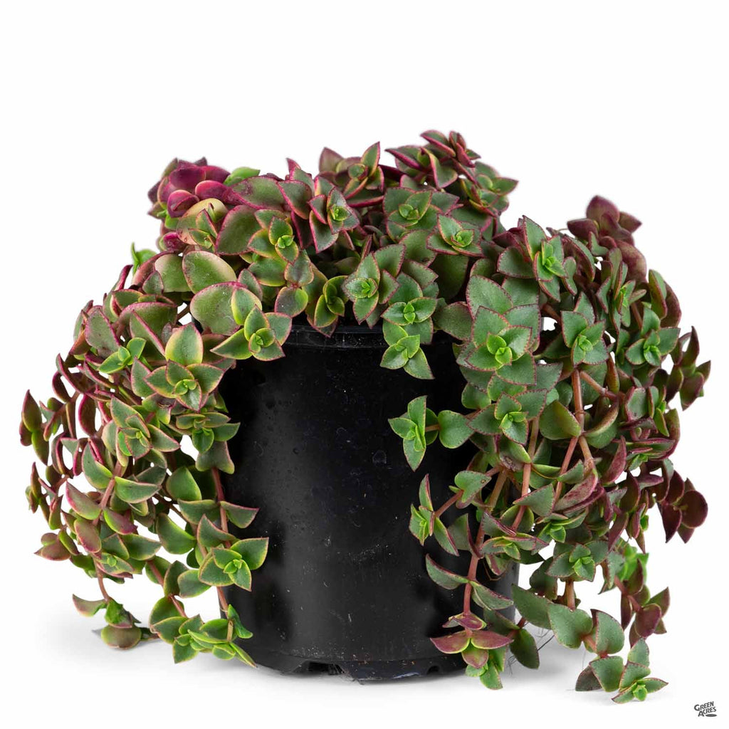 Crassula 'Calico Kitten' — Green Acres Nursery & Supply