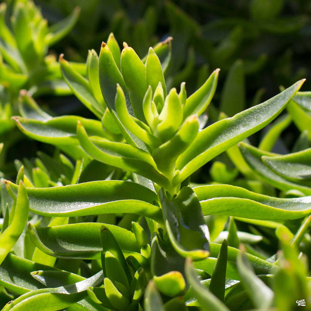 crassula campfire succulent Campfire Crassula — Green Acres Nursery & Supply