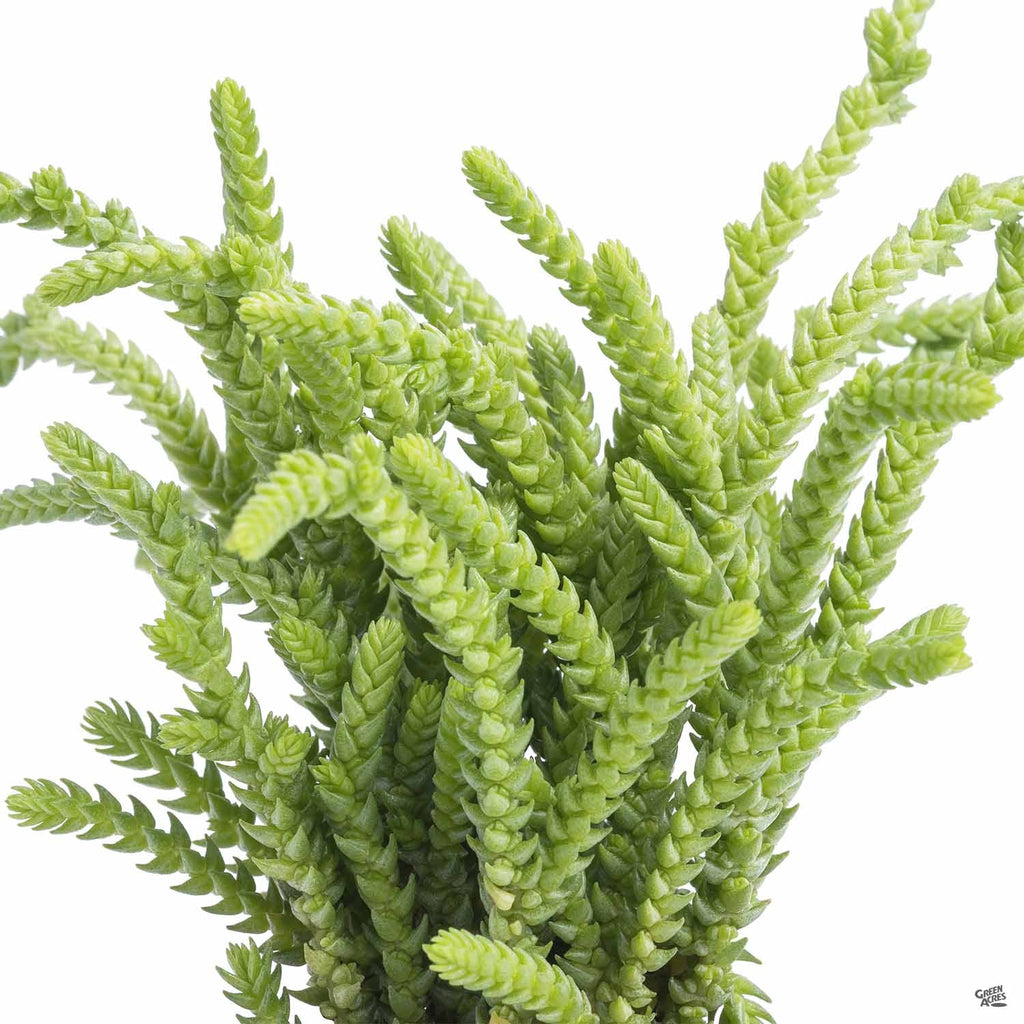princess pine succulent care Crassula 'Princess Pine' — Green Acres Nursery & Supply