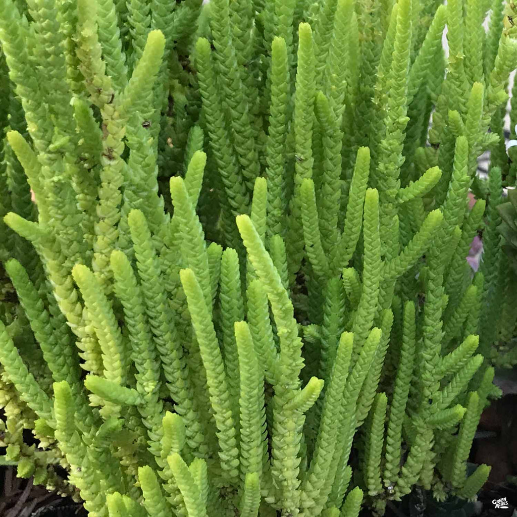 succulent princess pine Crassula 'Princess Pine' — Green Acres Nursery & Supply