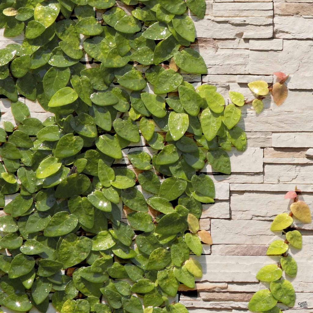 creeping fig hanging plant Creeping Fig Stake — Green Acres Nursery & Supply