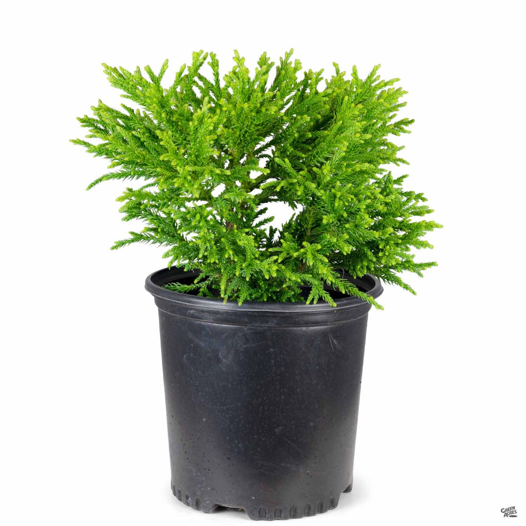 Cryptomeria 'Little Diamond' — Green Acres Nursery & Supply