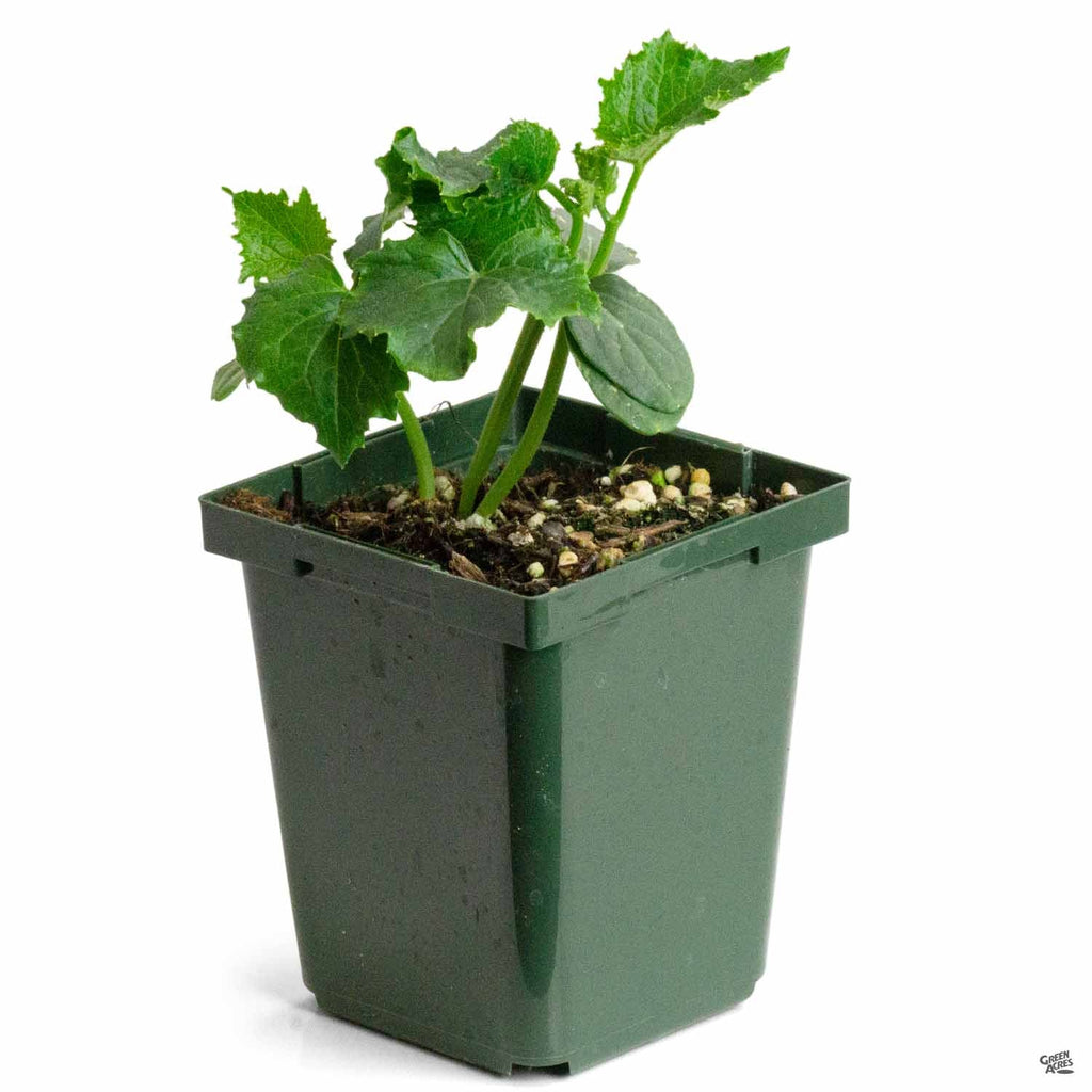 Cucumber 'Japanese Long' — Green Acres Nursery & Supply