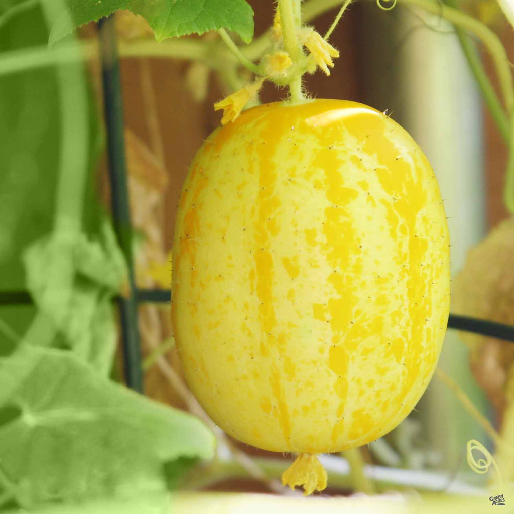 lemon cucumber plants Cucumber 'Lemon' — Green Acres Nursery & Supply