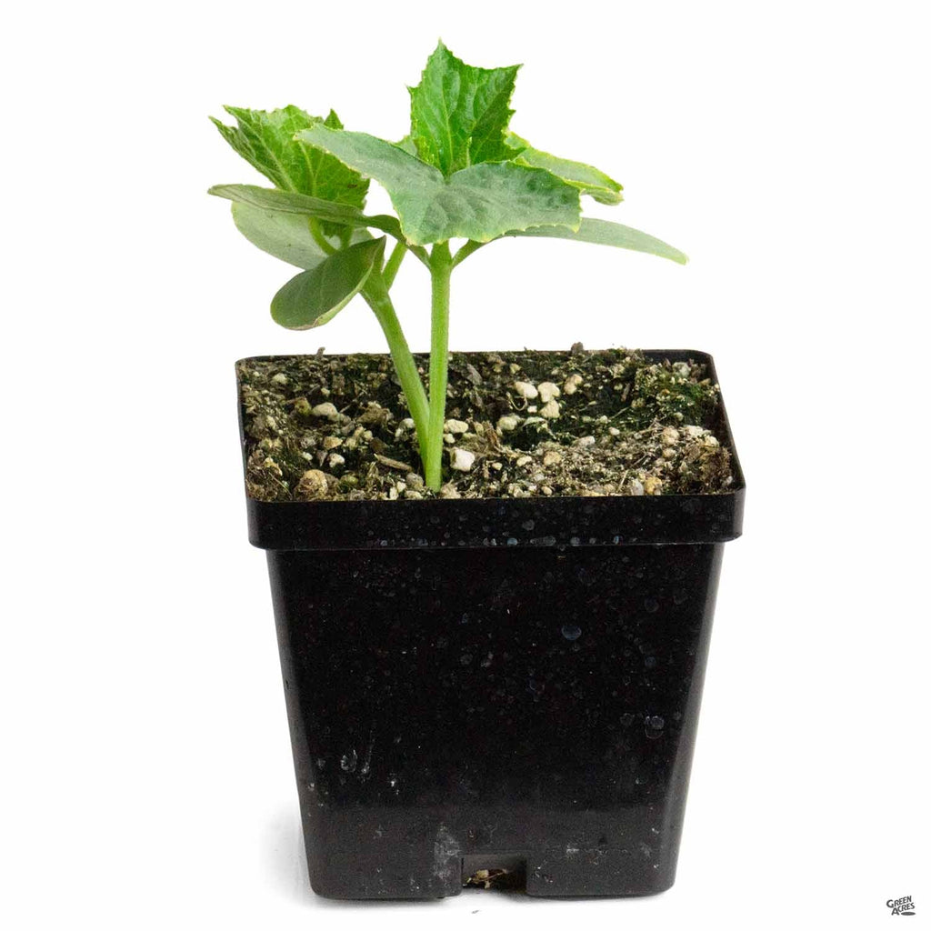 Cucumber 'Lemon' — Green Acres Nursery & Supply