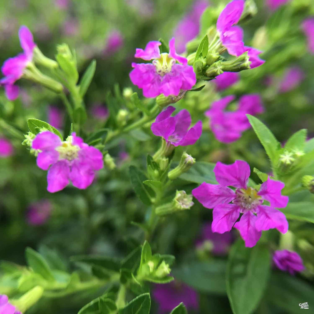 false heather lavender lace plant False Heather — Green Acres Nursery & Supply