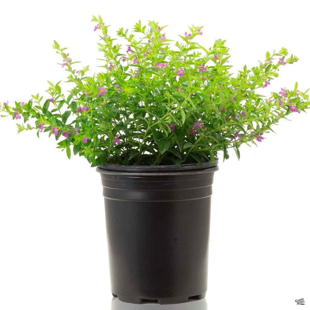 italian heather potted plant False Heather — Green Acres Nursery & Supply
