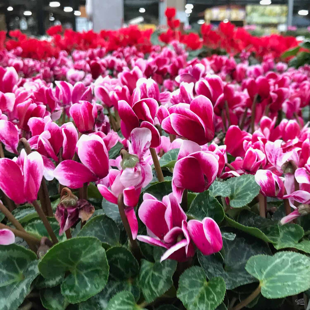 indoor cyclamen plants for sale Cyclamen — Green Acres Nursery & Supply