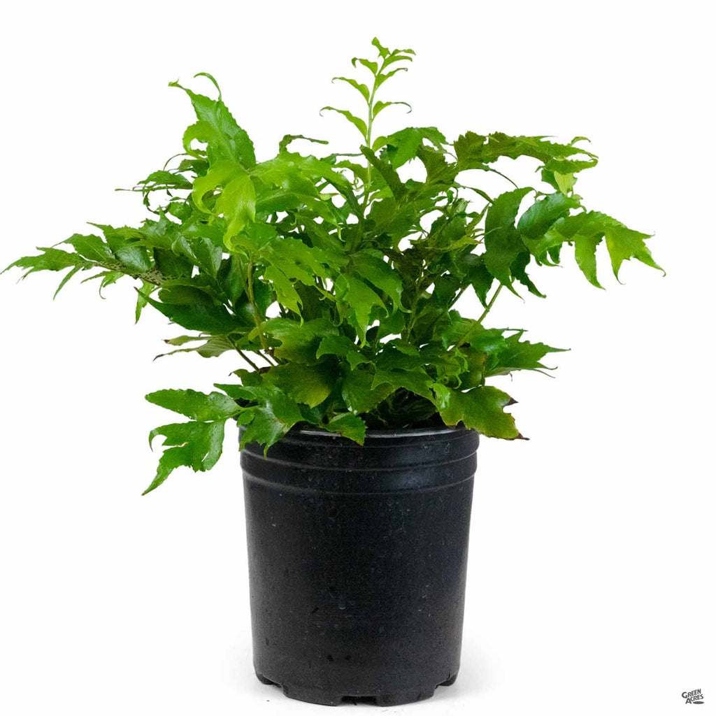 japanese holly fern indoor plant Holly Fern — Green Acres Nursery & Supply