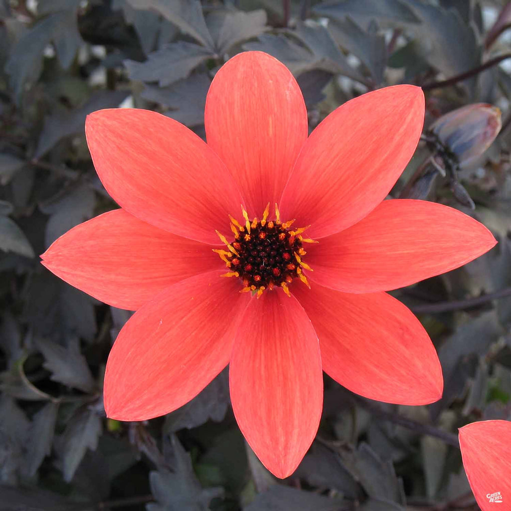mystic illusion dahlia seeds Dahlia 'Mystic' Series — Green Acres Nursery & Supply