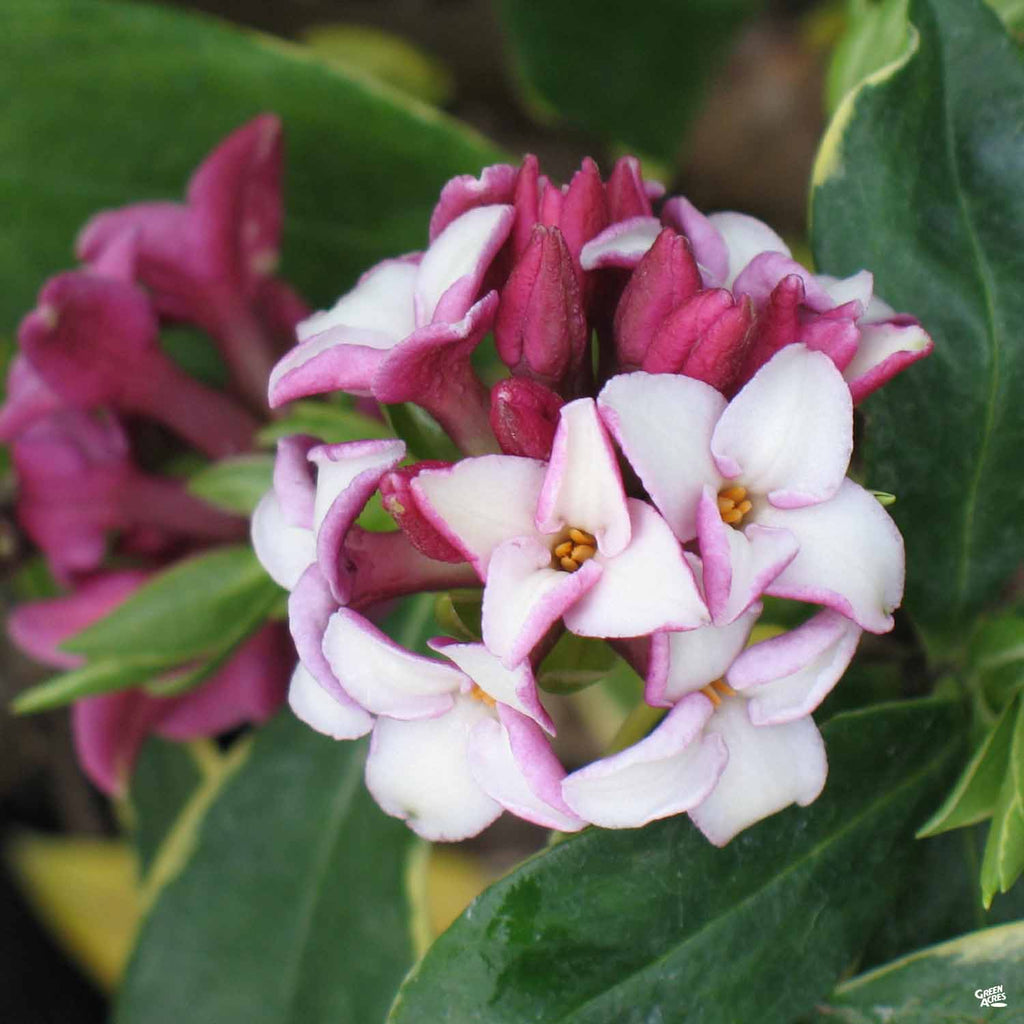 dafina plant Daphne 'Marginata' — Green Acres Nursery & Supply