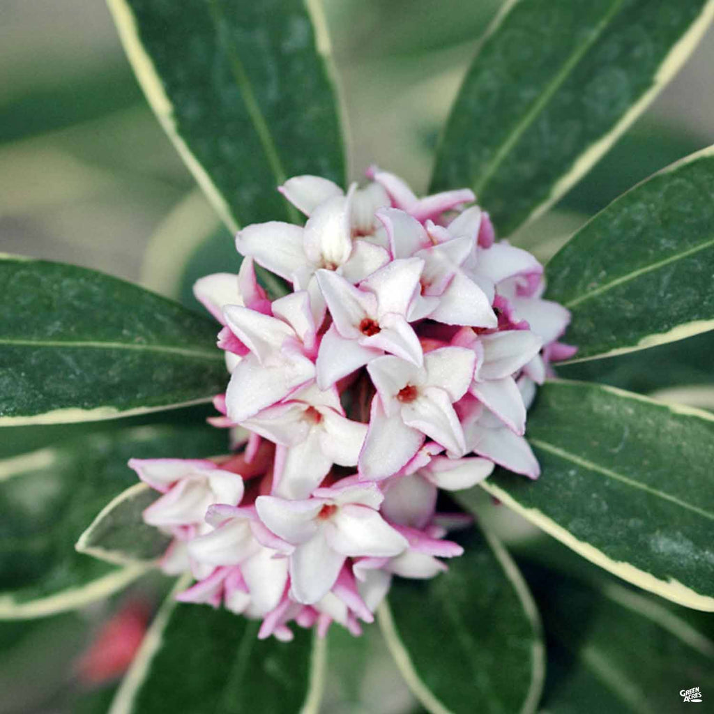 Daphne 'Marginata' — Green Acres Nursery & Supply