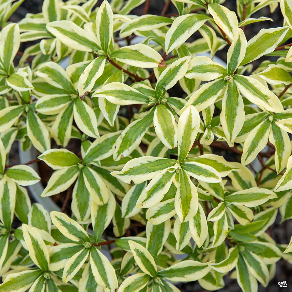 Daphne 'Rebecca' — Green Acres Nursery & Supply