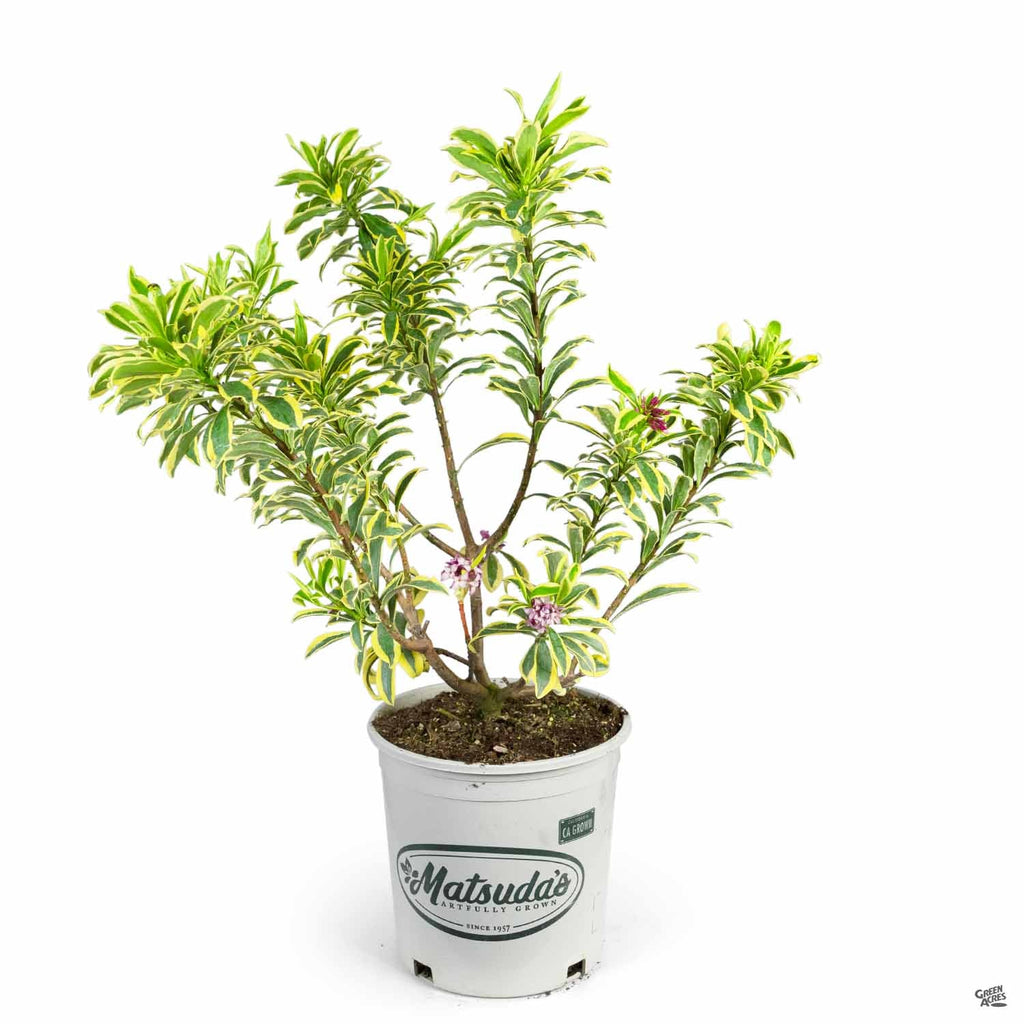 daphne plant in a pot Daphne 'Rebecca' — Green Acres Nursery & Supply