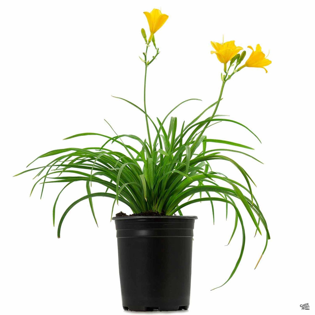 Daylily 'Stella de Oro' — Green Acres Nursery & Supply