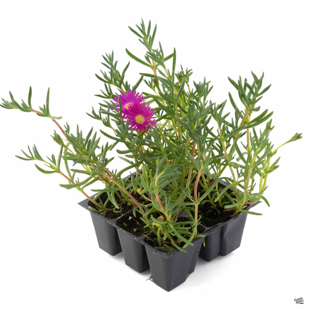 ice plant succulent for sale Ice Plant — Green Acres Nursery & Supply