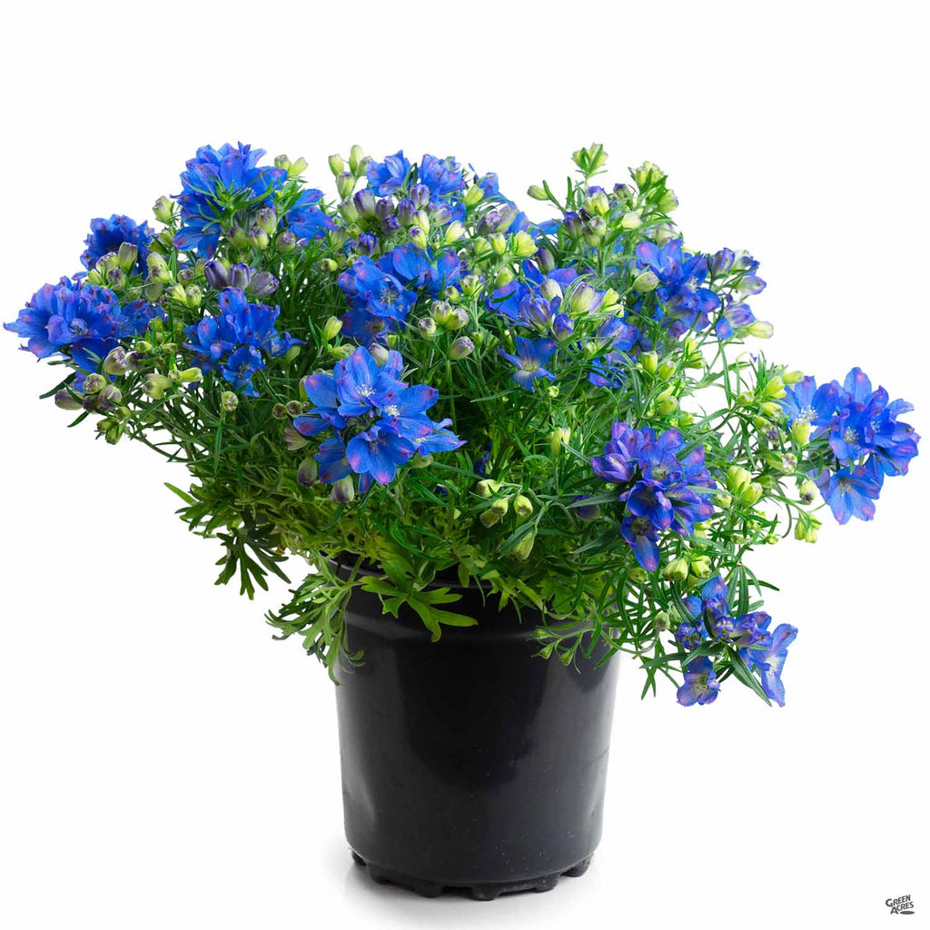 potted delphinium plants for sale Delphinium — Green Acres Nursery & Supply
