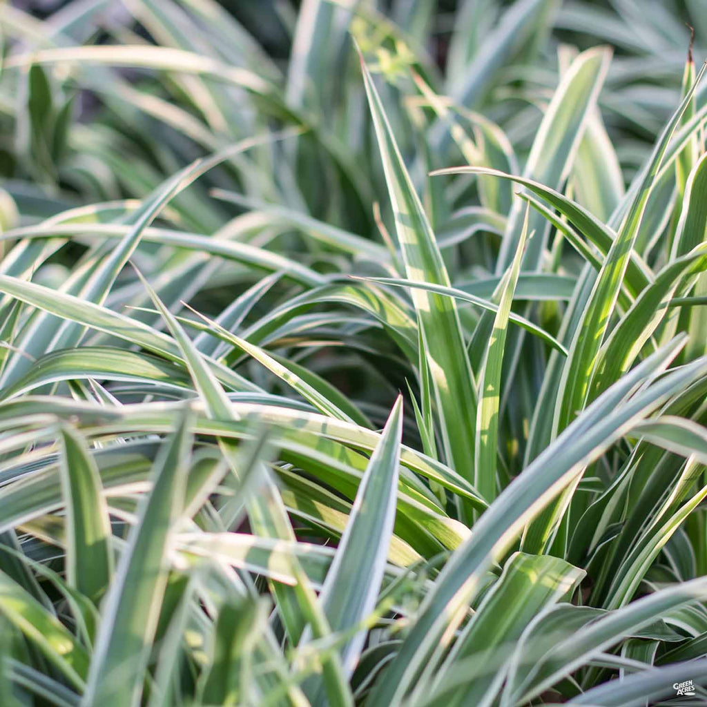 white variegated flax lily Variegated Flax Lily — Green Acres Nursery & Supply