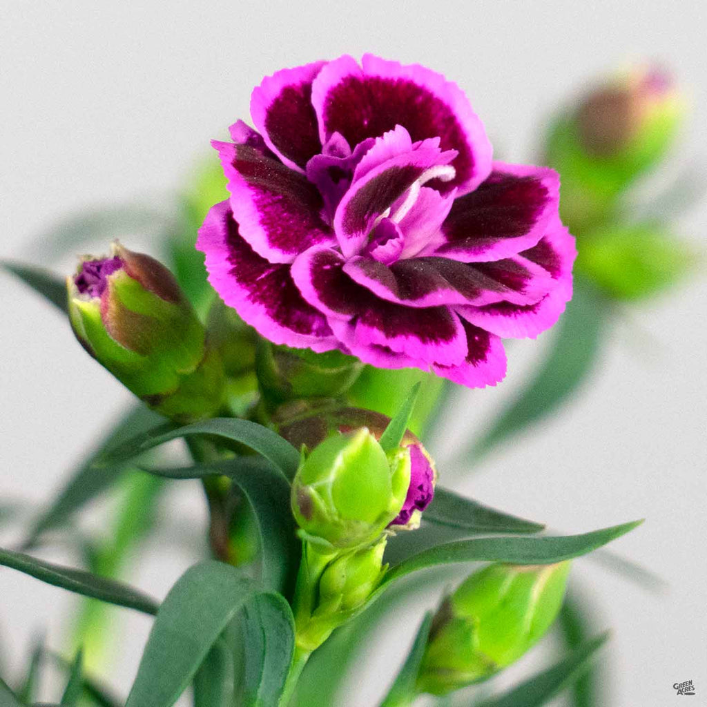 dianthus indoor plant Dianthus — Green Acres Nursery & Supply