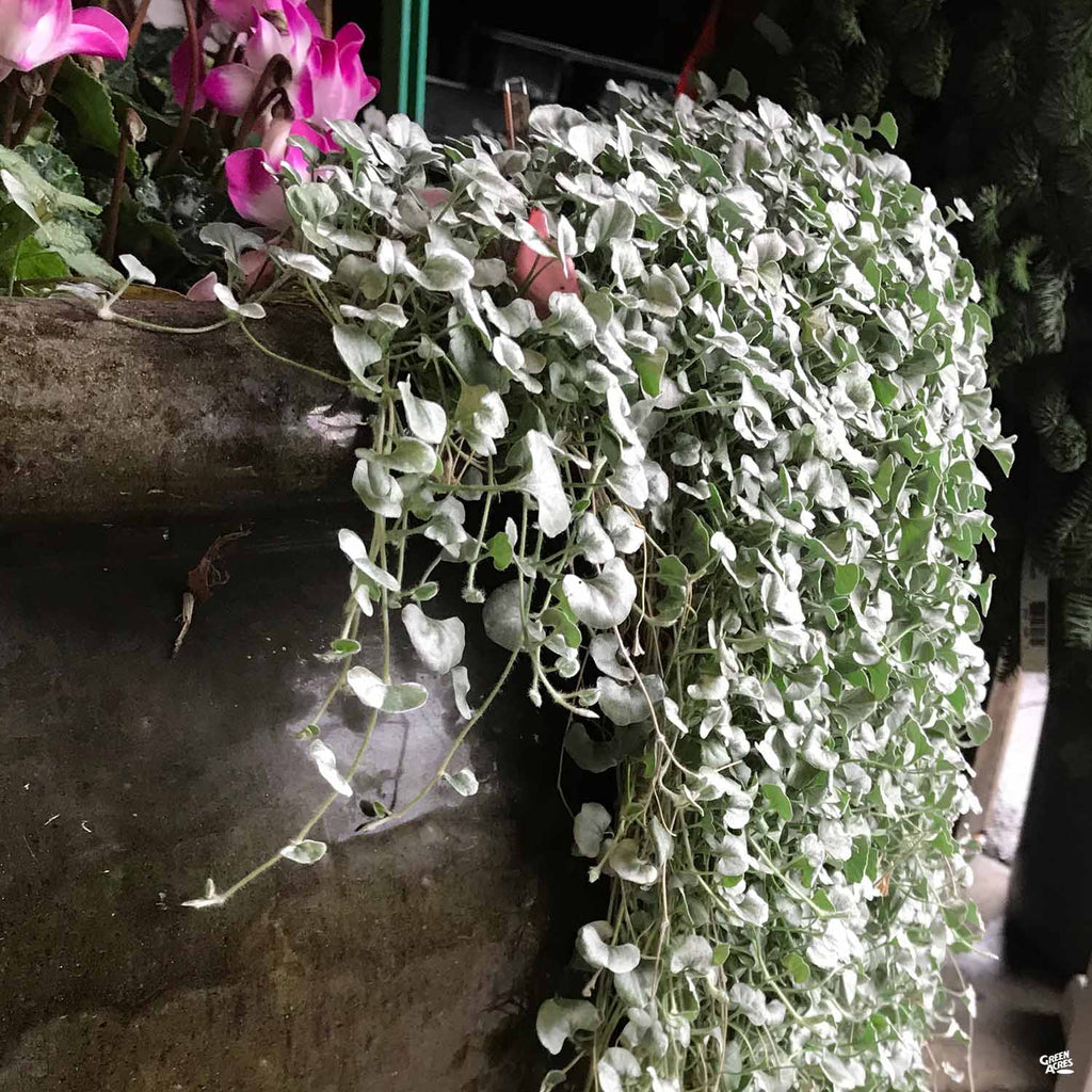 silver foliage plants for hanging baskets Dichondra 'Silver Falls' — Green Acres Nursery & Supply