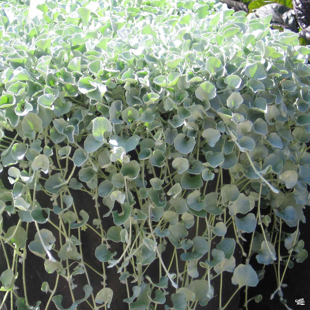 hanging plant with silver leaves Dichondra 'Silver Falls' — Green Acres Nursery & Supply