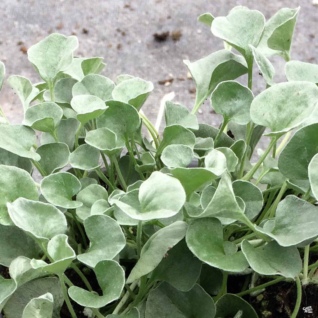 silver falls indoor plant care Dichondra 'Silver Falls' — Green Acres Nursery & Supply