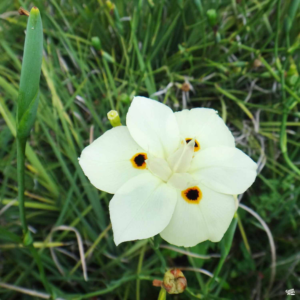 fortnight lily flower Yellow Fortnight Lily — Green Acres Nursery & Supply