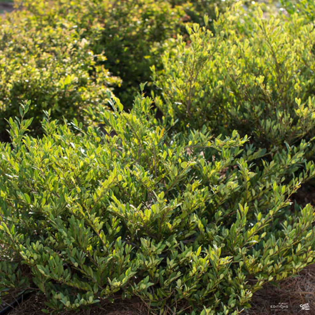 cinnamon girl distylium companion plants Cinnamon Girl® Distylium — Green Acres Nursery & Supply