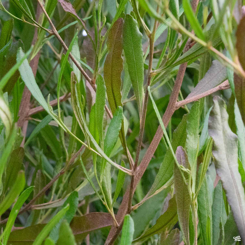 Purple Hopseed Standard Trunk — Green Acres Nursery & Supply