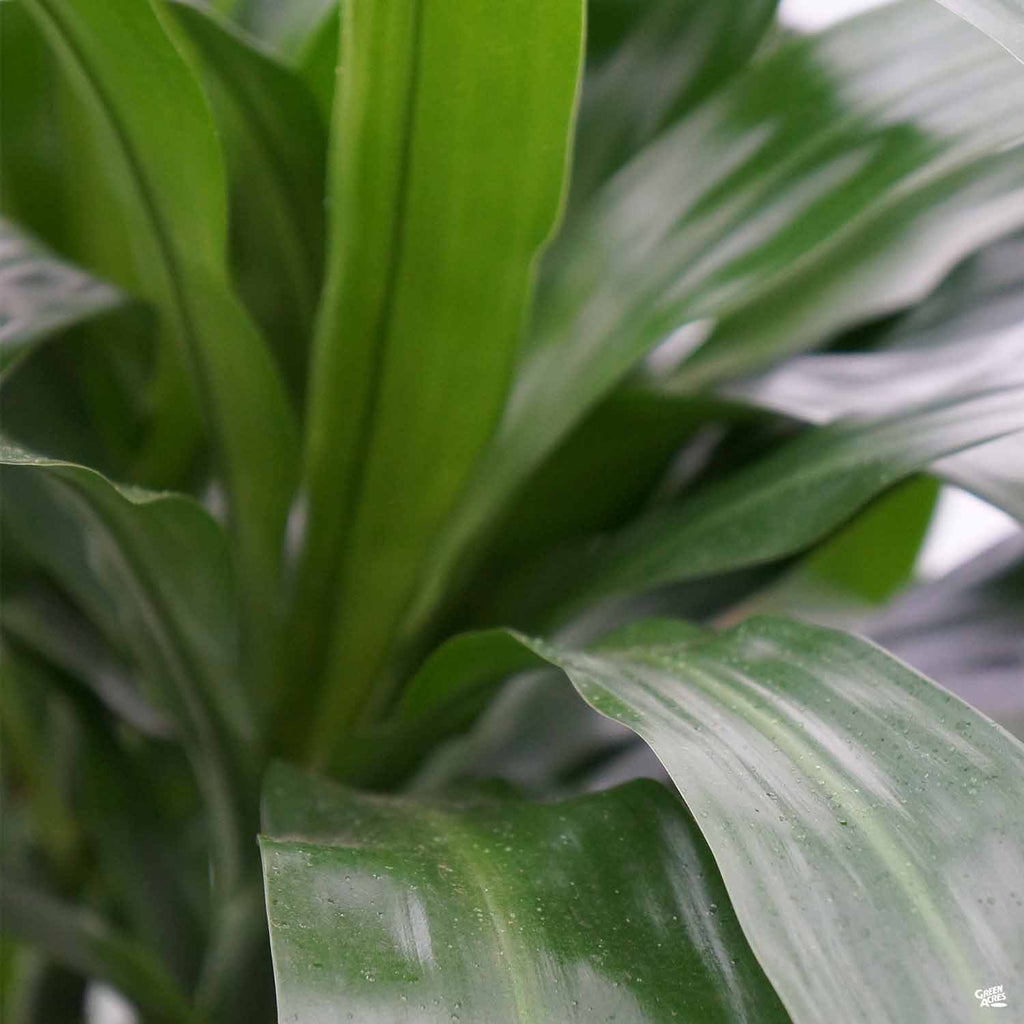 dracaena lisa delta Dracaena Lisa™ — Green Acres Nursery & Supply