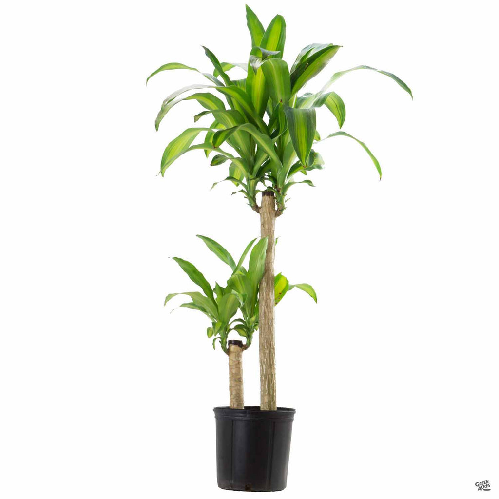 green potted corn plant Corn Plant — Green Acres Nursery & Supply