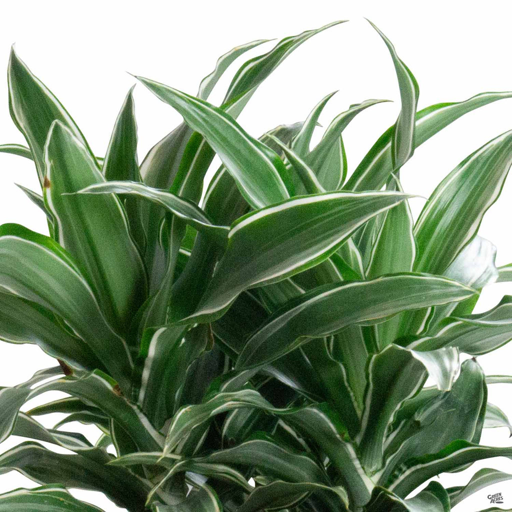 dracaena warneckii soil Dracaena 'Warneckii' — Green Acres Nursery & Supply