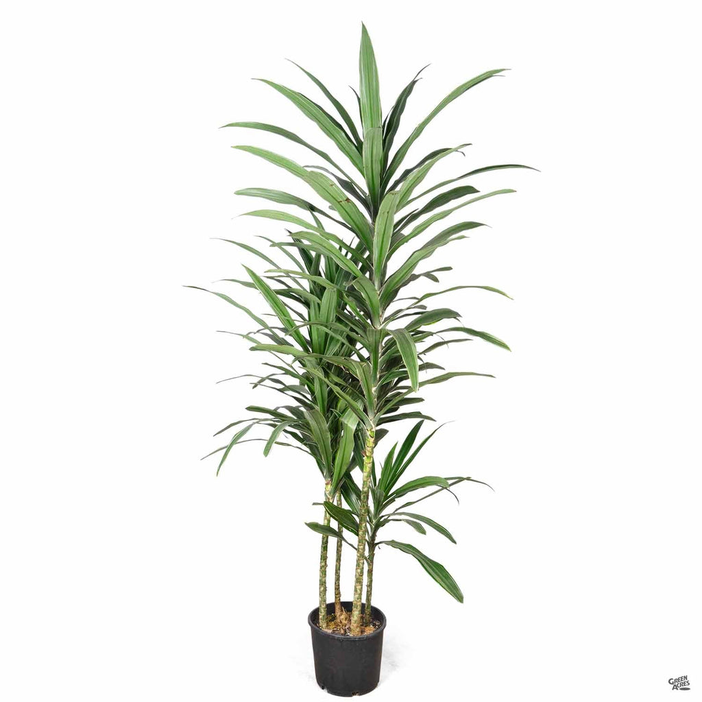 dracaena warneck Dracaena 'Warneckii' — Green Acres Nursery & Supply