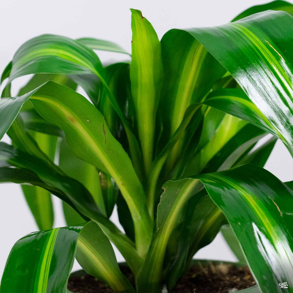 hawaiian sunshine dracaena plant Dracaena 'Hawaiian Sunshine' — Green Acres Nursery & Supply