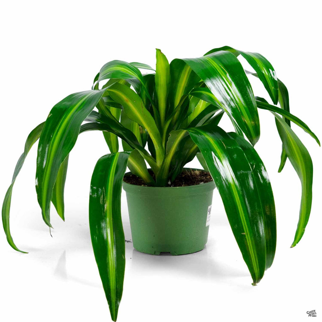 Dracaena Fragrans - 'Hawaiian Sunshine' - 24cm Pot - Altura 130-140cm