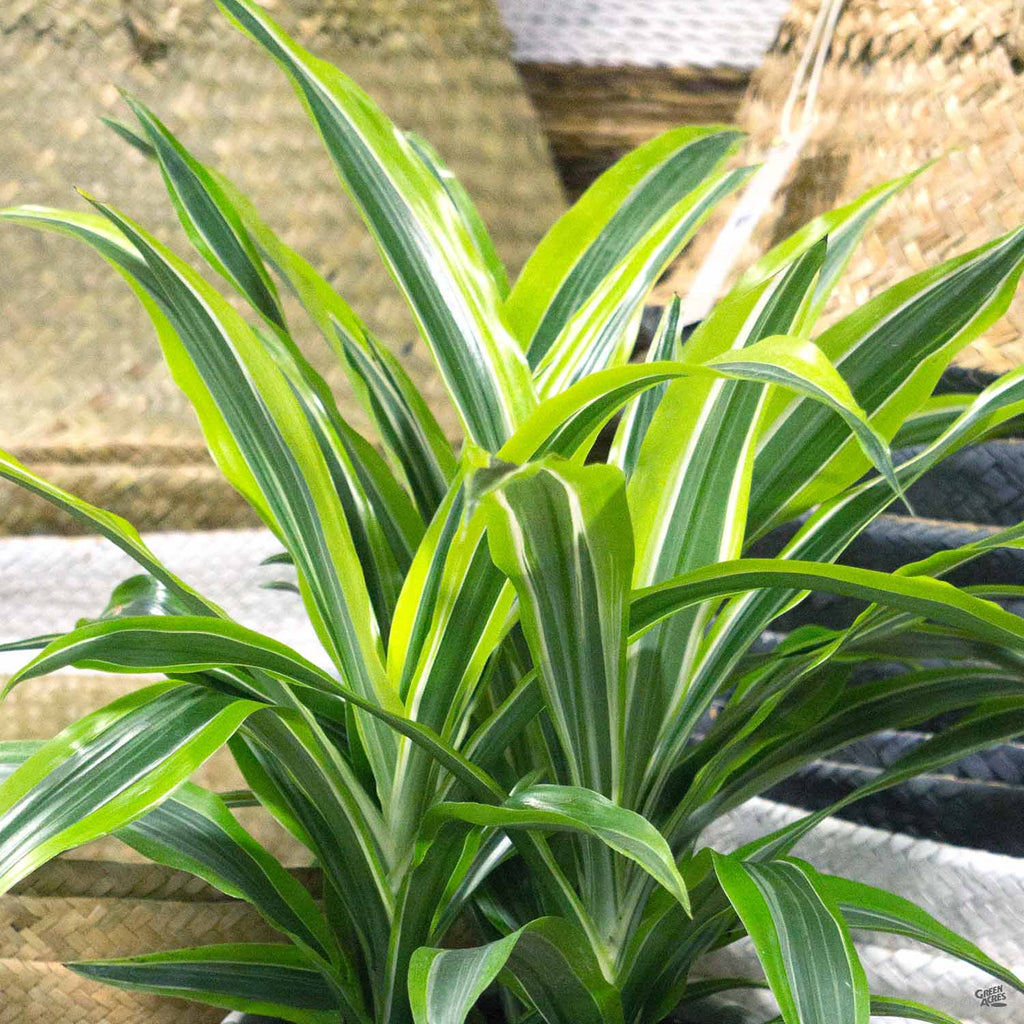 Dracaena 'Lemon Lime' — Green Acres Nursery & Supply