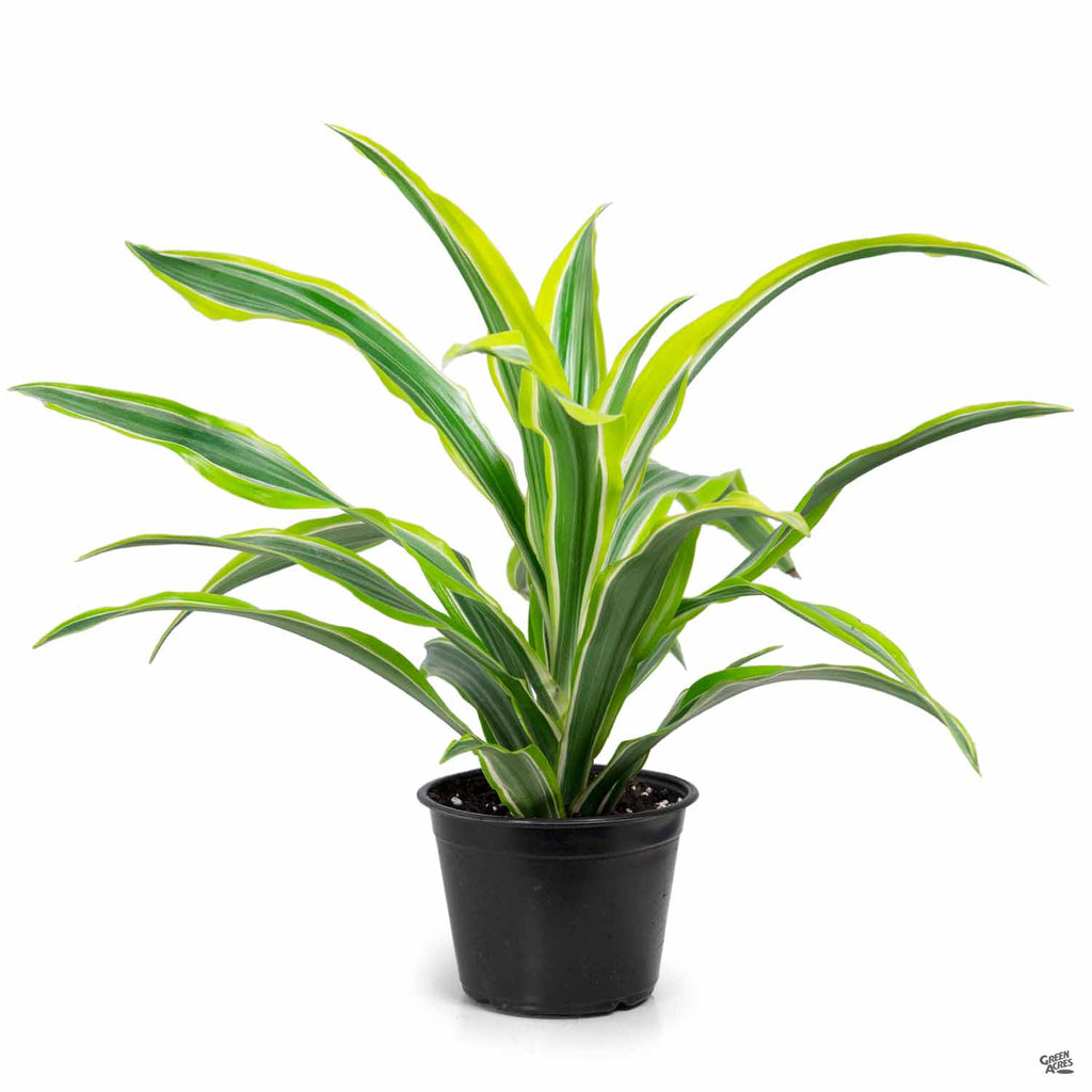 dracaena lemon lime Dracaena 'Lemon Lime' — Green Acres Nursery & Supply