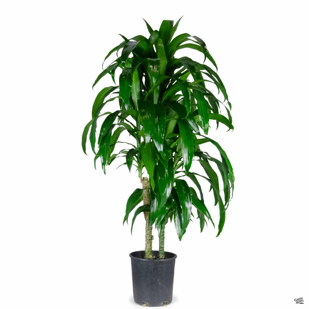 dracaena lisa poisonous Dracaena Lisa™ — Green Acres Nursery & Supply