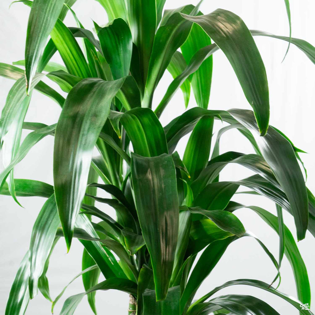 greenisall dracaena Dracaena Lisa™ — Green Acres Nursery & Supply