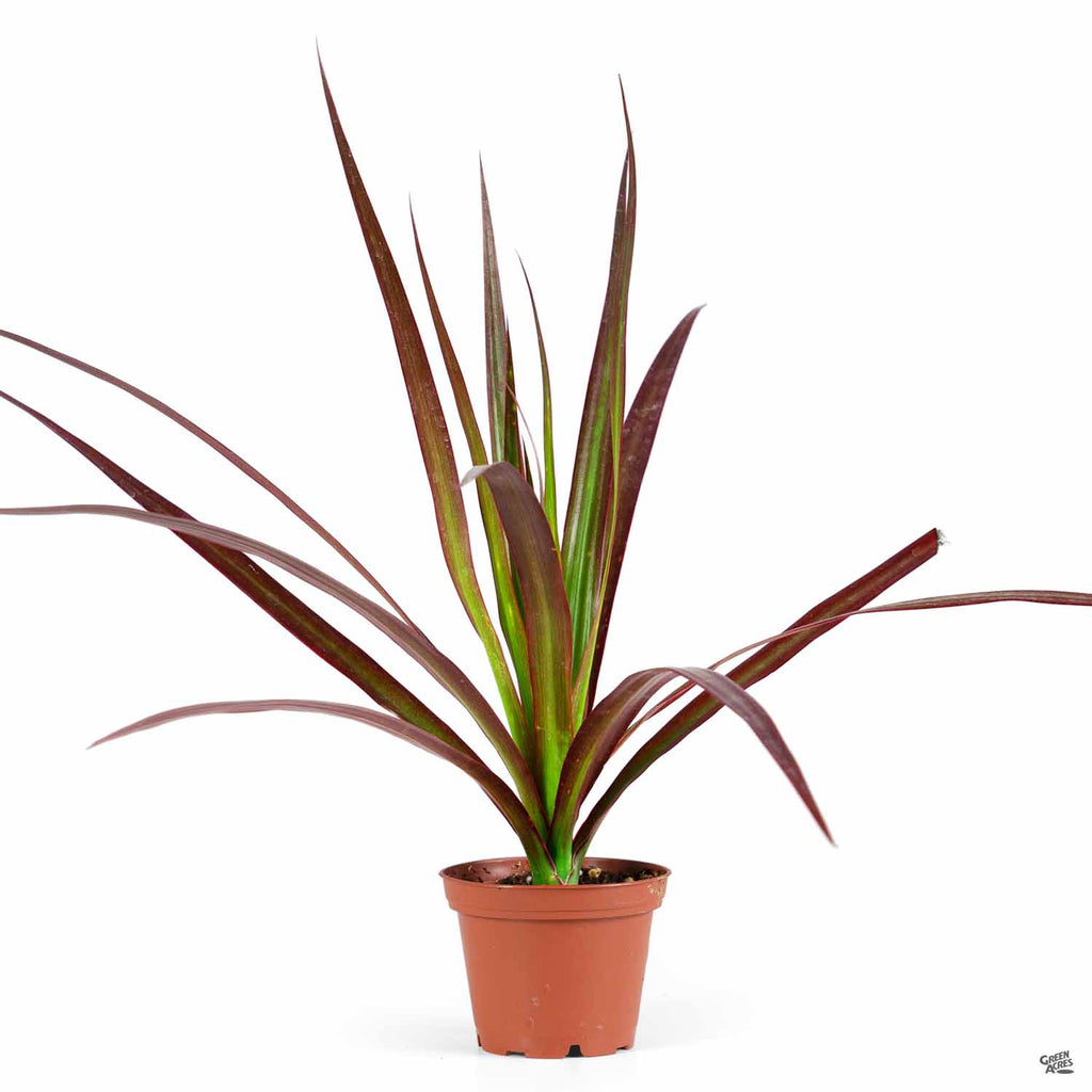 Red-edged Dracaena — Green Acres Nursery & Supply