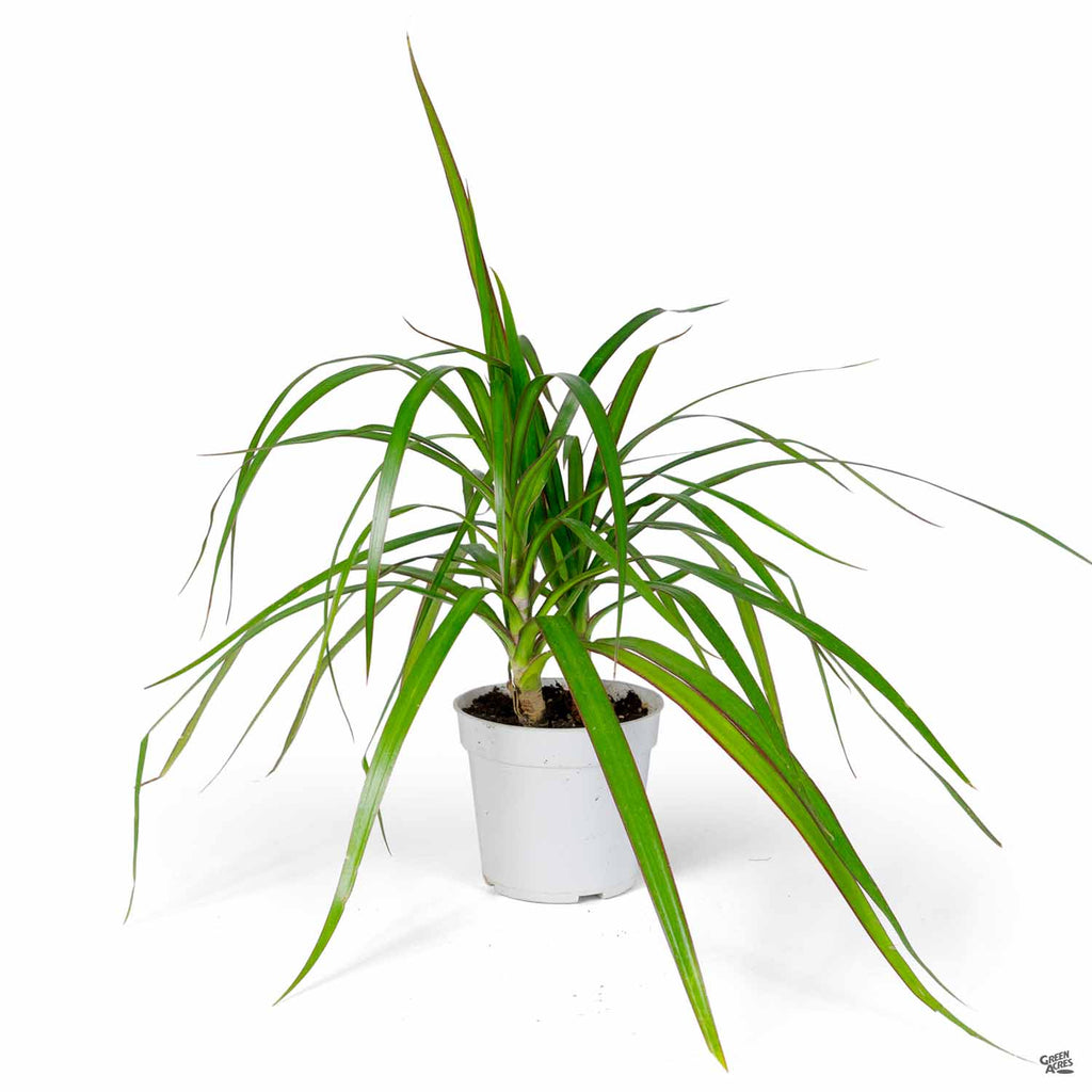 red edged dracaena light requirements Red-edged Dracaena 'Magenta' — Green Acres Nursery & Supply